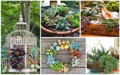 several different types of succulents and plants in baskets, including an old birdcage