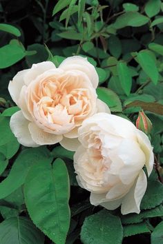 two white flowers with green leaves in the background