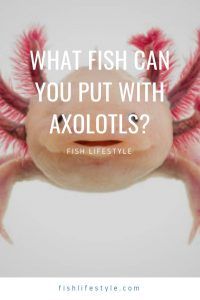 an axolots fish with pink hair on it's head and the caption, what fish can you put with axolots?