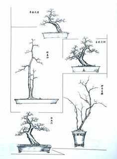 four different types of bonsai trees are shown in the diagram above, and below