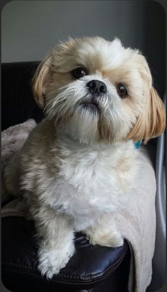 a small white dog sitting on top of a black chair