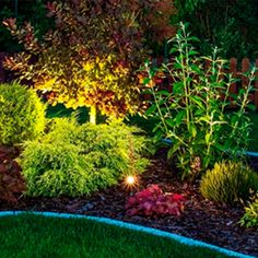 the garden is lit up at night with colorful lights and shrubs in the foreground