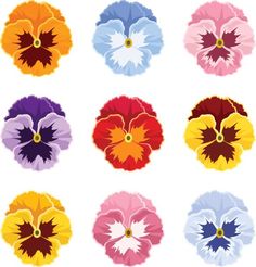 a bunch of different colored flowers on a white background