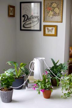 some plants are sitting on a white table