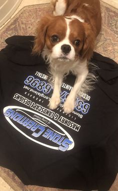 a brown and white dog sitting on top of a black shirt