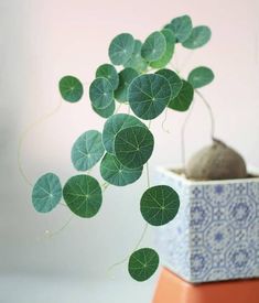 a potted plant with green leaves in it