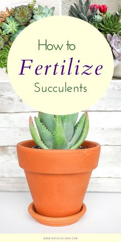 a potted plant with the words how to fertilize succulents