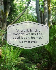 a quote from mary davis on the woods