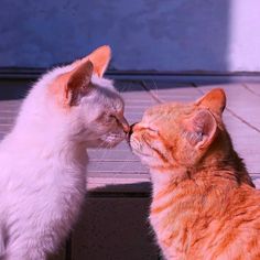 two orange and white cats are facing each other with their noses close to one another