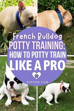 french bulldog potty training how to potty train like a pro with puppies