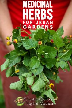 a person holding a bunch of green plants with the words medical herbs for urban gardens