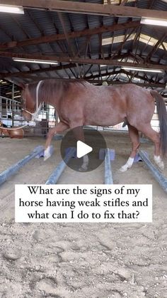 Dr. Michelle Anderson, DPT - The Horse and Rider PT on Instagram: "Signs of weak stifles in horses often include:
	1.	Tripping or stumbling: If your horse frequently trips or seems less sure-footed, especially on uneven ground, weak stifles may be to blame.
	2.	Dragging hind toes: Watch for worn-down hooves or if the horse’s toes appear scraped from dragging.
	3.	Bunny-hopping: When cantering, some horses with weak stifles use both hind legs together, similar to a bunny-hop.
	4.	Difficulty with transitions: Horses with weak stifles often struggle to move smoothly from trot to canter or up and down hills.
	5.	Resistance to work: You might notice resistance to moving forward or refusing exercises that require hind-leg strength.
	6.	Reluctance to lift the hind leg: Your horse may seem uncomfo Bunny Hopping, What Can I Do, Moving Forward, Signs