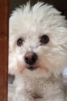 a small white dog sitting on top of a floor next to a wooden door and looking at the camera