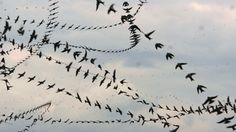 a flock of birds flying in the sky