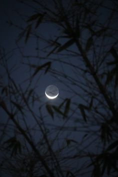 the moon is seen through some branches at night