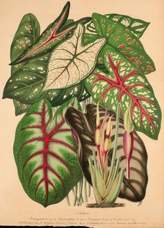 an antique botanical print of tropical plants and leaves, from the natural history of flowers