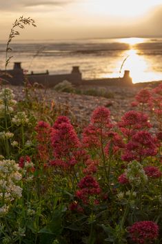 the sun is setting over some flowers by the beach