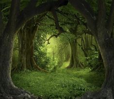 a green forest filled with lots of trees and lush green grass on top of it