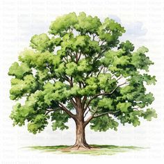 a watercolor painting of a large tree with green leaves on it's branches