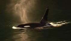 an orca swimming in the water with spray coming out of it's back