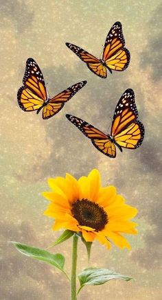 three butterflies flying over a sunflower in front of a cloudy sky