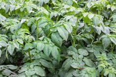 green plants with lots of leaves on them