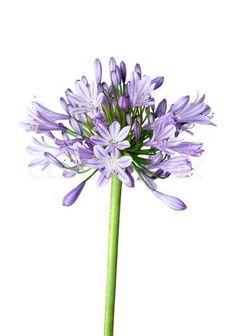 a purple flower with green stems on a white background stock photo, images and stock photography