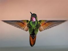 a hummingbird flying through the air with it's wings spread wide and its beak open