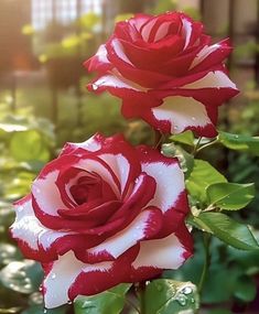 two red and white roses with green leaves in the foreground, on a sunny day