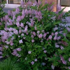 purple flowers are blooming in front of a building