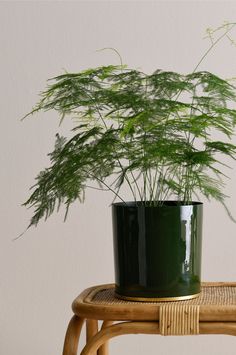 a potted plant sitting on top of a wooden table