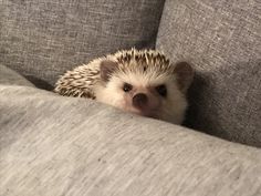 a small hedge sitting on top of a gray couch next to a white pillow and looking at the camera