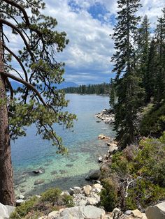 the water is crystal blue and there are rocks on the ground near the tree's edge