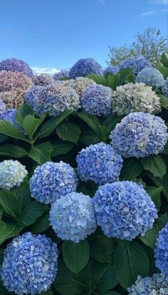 many blue and white flowers with green leaves