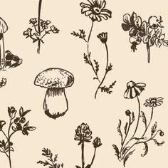 various types of flowers and plants drawn in ink on white paper, vintage style illustration