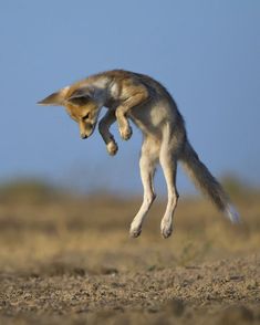 a fox jumping in the air with its front paws out