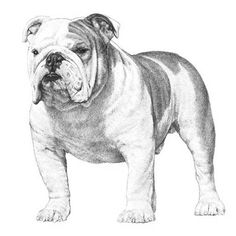 a black and white drawing of a bulldog