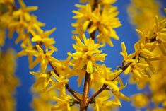 some yellow flowers are blooming on a tree branch with blue sky in the background