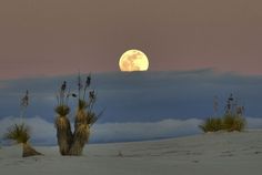 the full moon is setting in the sky above some trees and bushes on a sandy beach