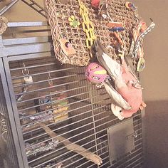 a bird cage filled with birds and toys