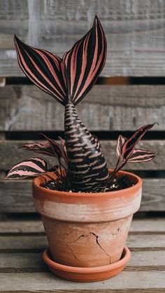 a potted plant sitting on top of a wooden table