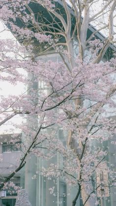 a tree with pink flowers in front of a building