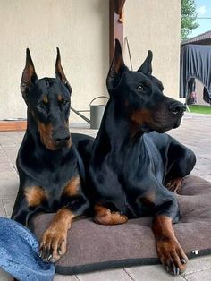 two black and brown dogs laying on top of a dog bed next to each other