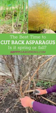 the best time to cut back asparagus is it spring or fall? - sav garden