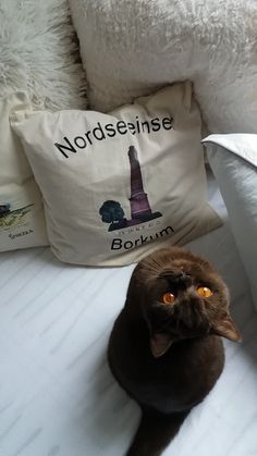 a brown cat sitting on top of a bed next to pillows