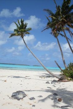 two palm trees on the beach with clear blue water in the background and white sand