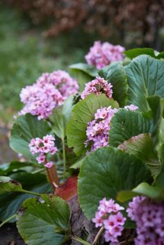 some pink flowers and green leaves on the ground