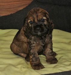 a brown and black puppy sitting on top of a bed