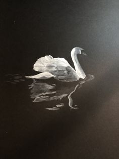 a white swan floating on top of a body of water