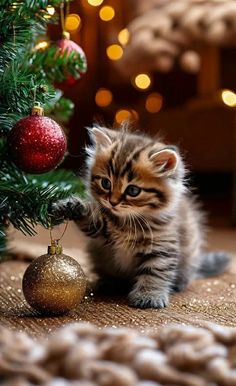 a small kitten playing with a christmas ornament on the floor next to a tree